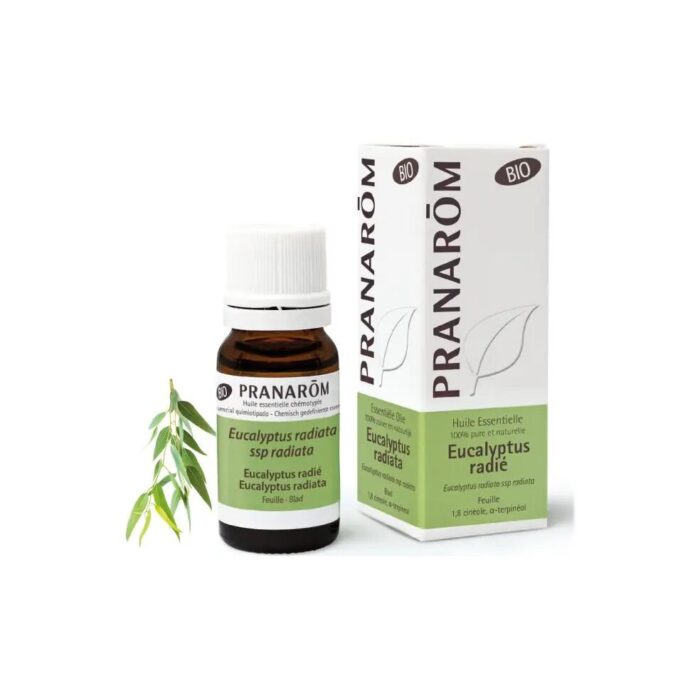 Olejek eteryczny eukaliptusowy Eukaliptus australijski Eucalyptus radiata ssp radiata 10ml PRANARÔM BIO - obrazek 2